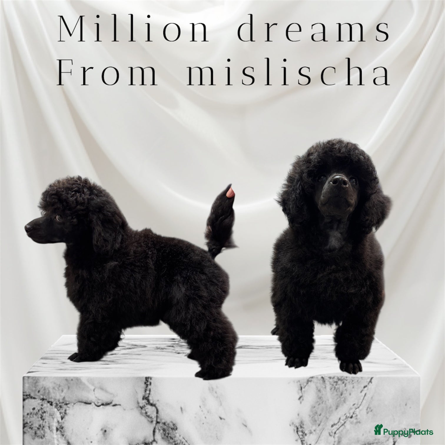 Dwergpoedel honden Dwerg Toy poedel pup - Advertentie 5