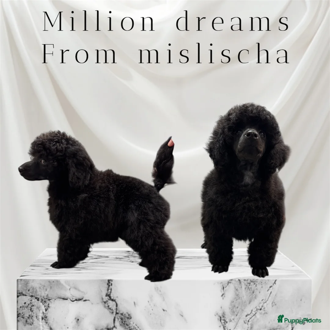 Dwergpoedel honden te koop: Dwerg Toy poedel pup - Advertentie 1