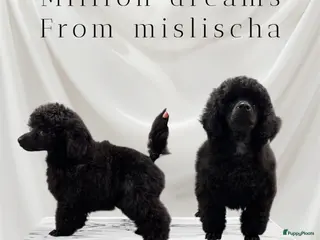 Dwergpoedel honden Dwerg Toy poedel pup - Advertentie 5