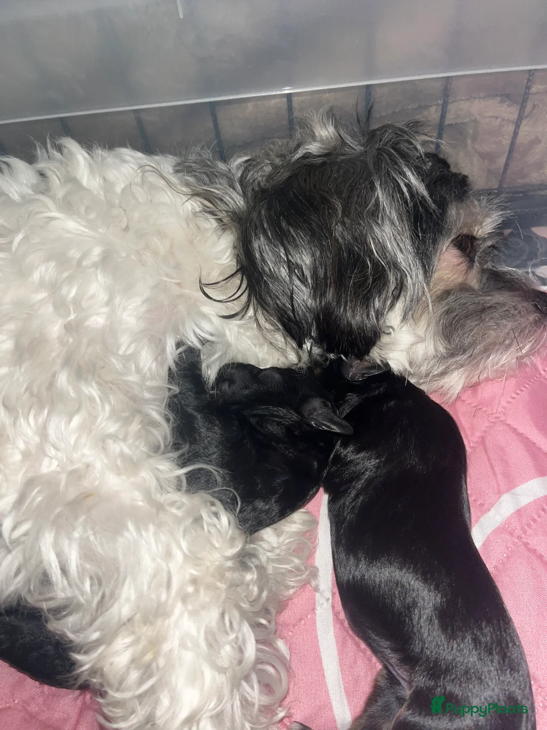 Kruising honden te koop: Super knappe boompoo pups  - Advertentie 2