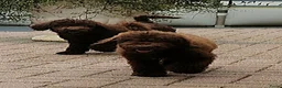 Labradoodle honden te koop: prachtige choco f4 multigen labradoodle pups - Advertentie 16