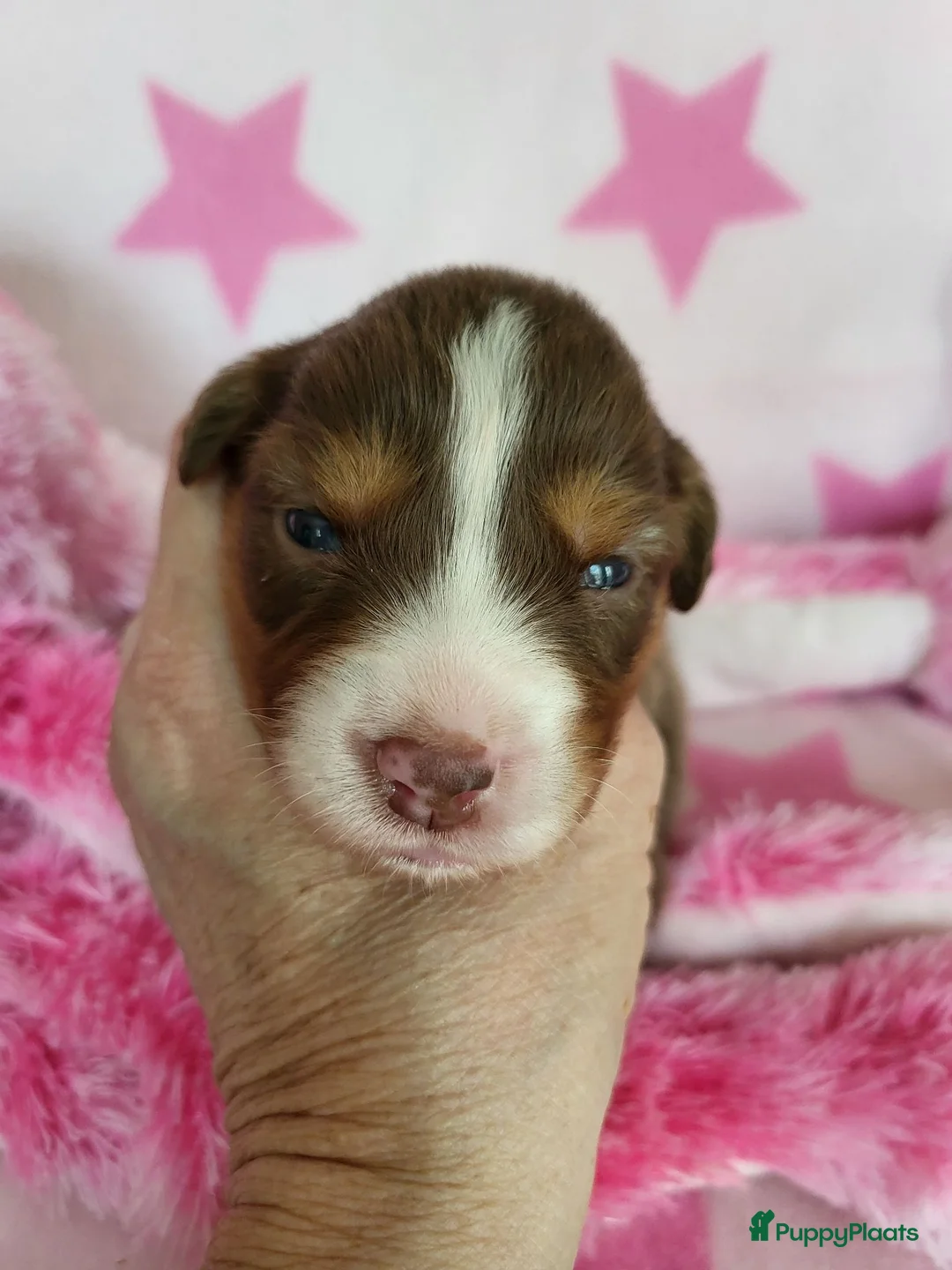 Australian Shepherd honden te koop: Australian Shepherd met FCI Stamboom - Advertentie 2