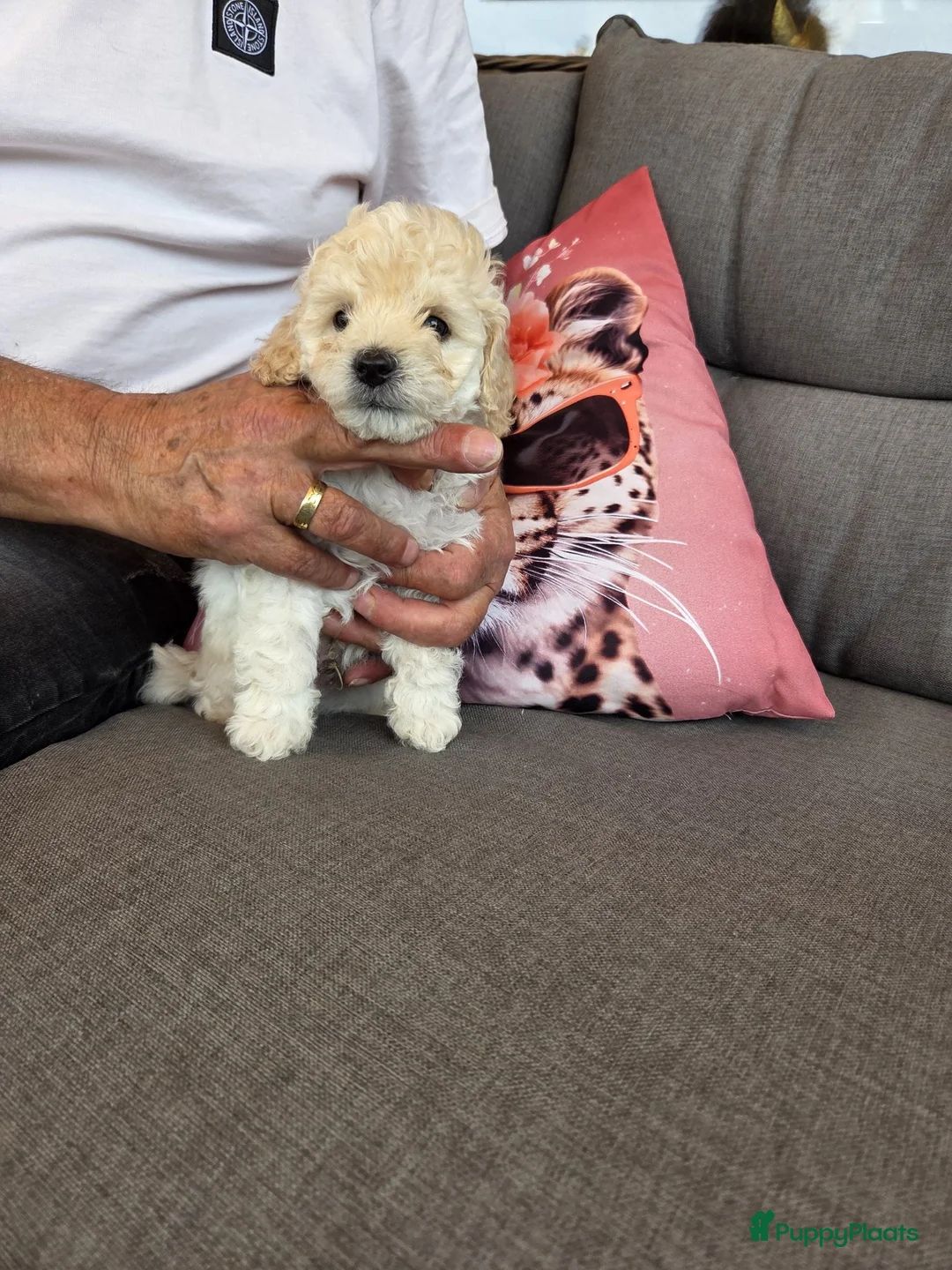 Dwergpoedel honden te koop: Dwergpoedels  - Advertentie 2