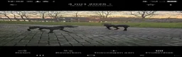 Duitse Dog honden te koop: Duitse dog teefje - Advertentie 3