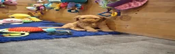 Kruising honden te koop: MINI Australian labradoodle pups - Advertentie 7