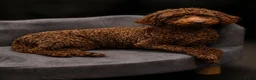 Kruising honden te koop: choco en merle poedeltjes - Advertentie 6