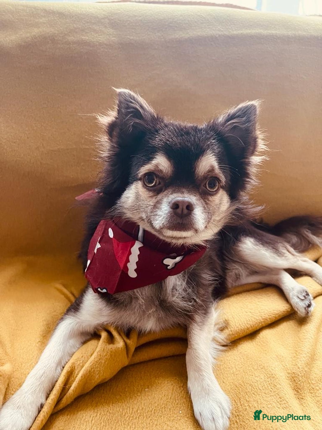 Chihuahua honden te koop: 6 lieve Chihuahua puppy’s - Advertentie 3