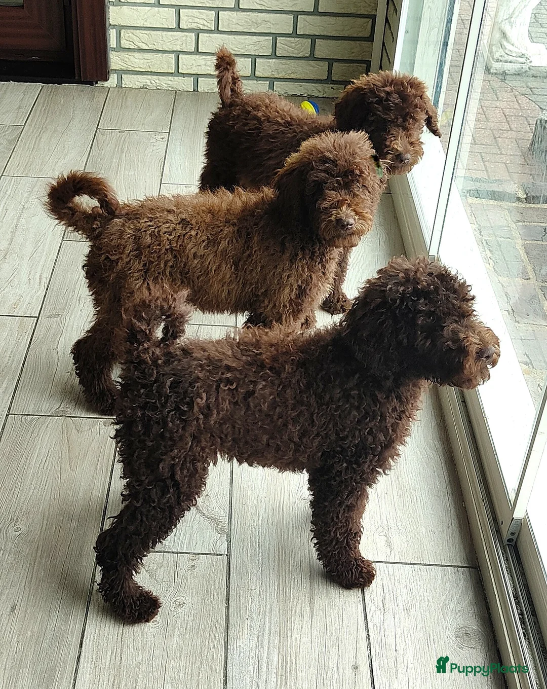 Labradoodle honden te koop: prachtige choco f4 multigen labradoodle pups - Advertentie 2