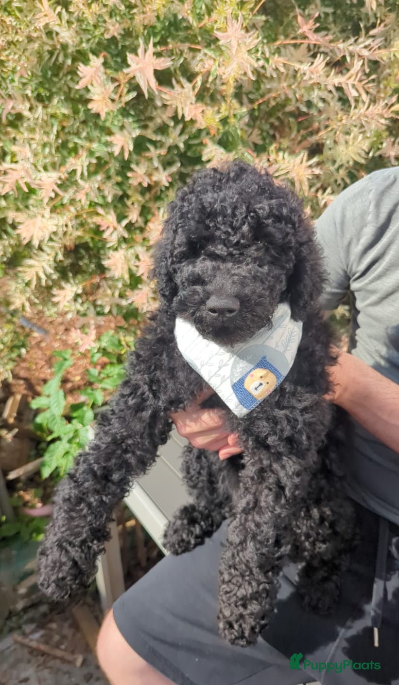 Australian Labradoodle honden Australian Labradoodle-teefje uit geteste ouders  - Advertentie 2