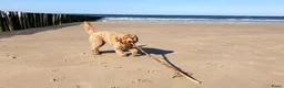Australian Labradoodle honden te koop: Australian labradoodle pup! - Advertentie 4