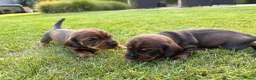 Ruwhaar Teckel honden te koop: Teckel ruwhaar pups standaard FCI-stamboom - Advertentie 7