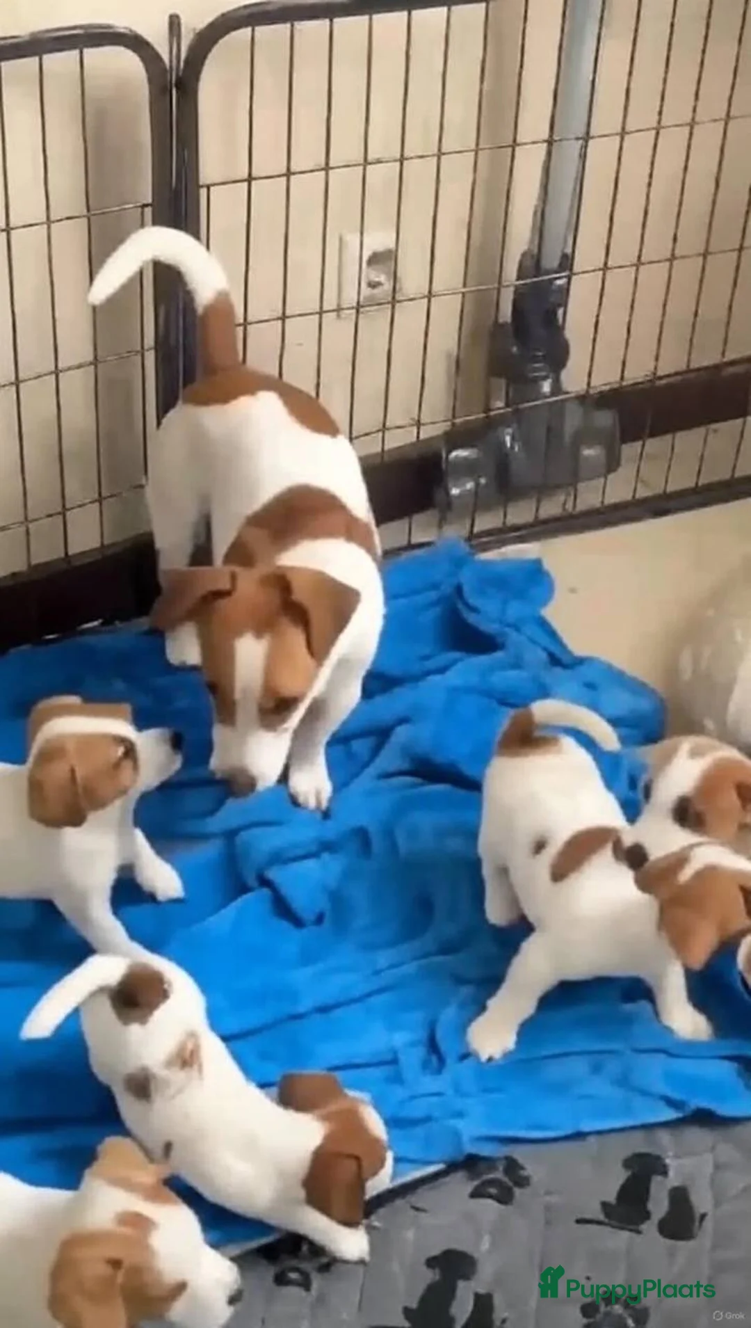 Jack Russel Terriër honden te koop: Jack Russell pups - Advertentie 1