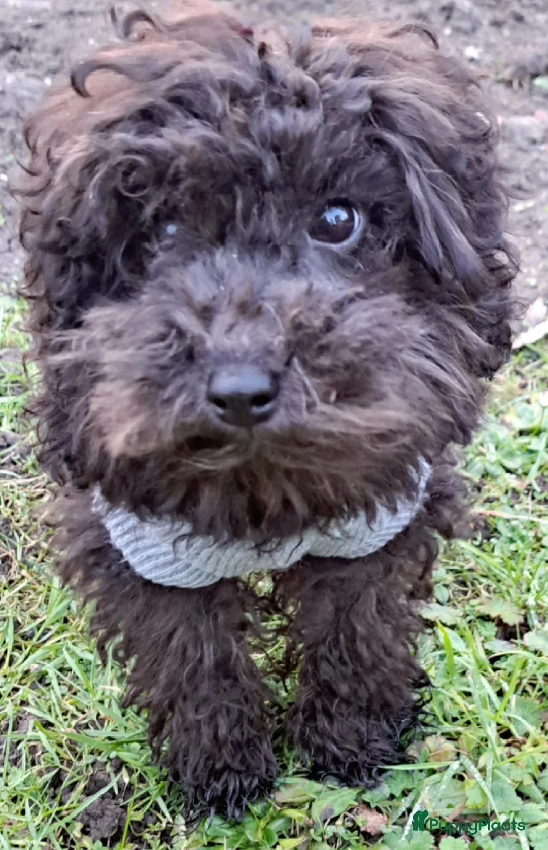 Poedel Toy honden te koop: Zilver reutje toy poedel - Advertentie 5