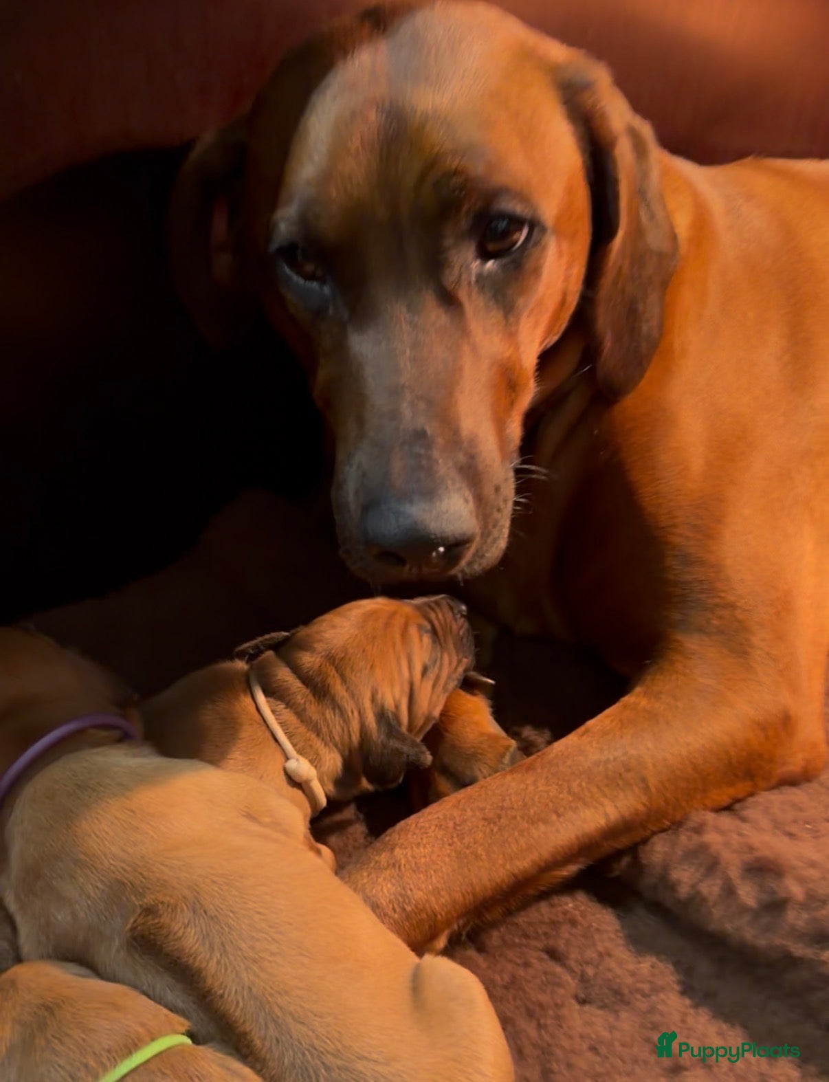 Rhodesian Ridgeback honden Rhodesian Ridgeback puppy's - Advertentie 2