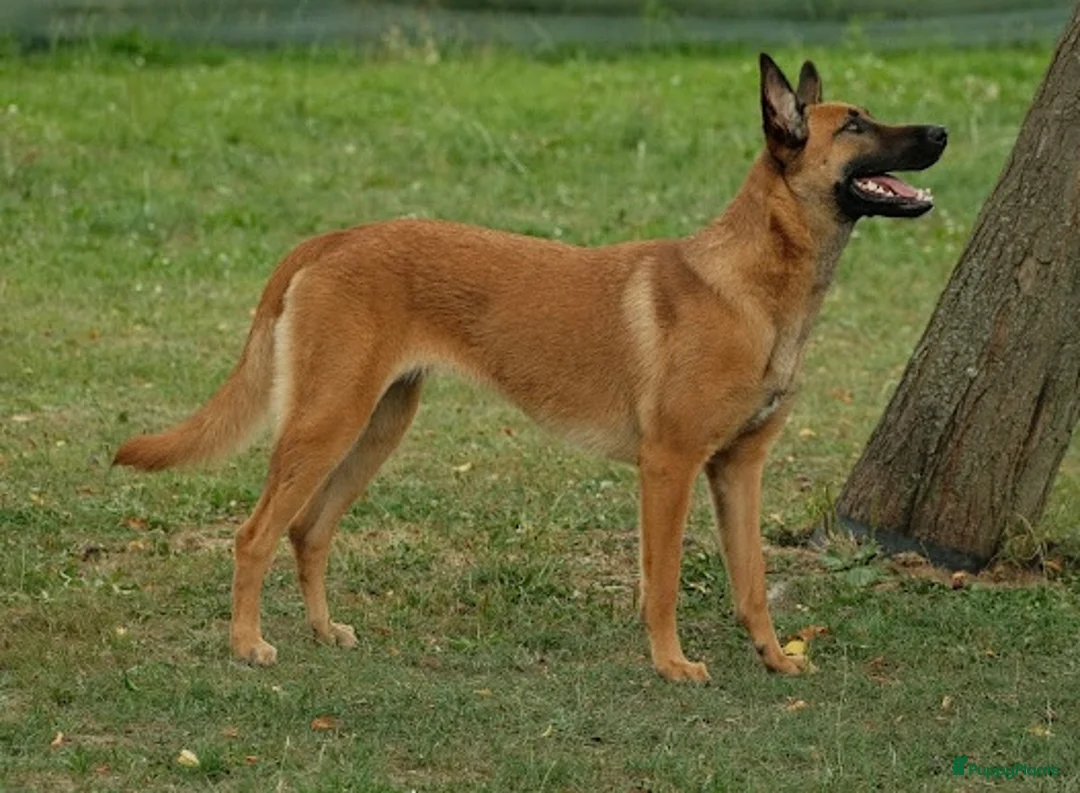 Mechelse Herder honden te koop: 2 Mechelse herder teefjes beschikbaar - Advertentie 2