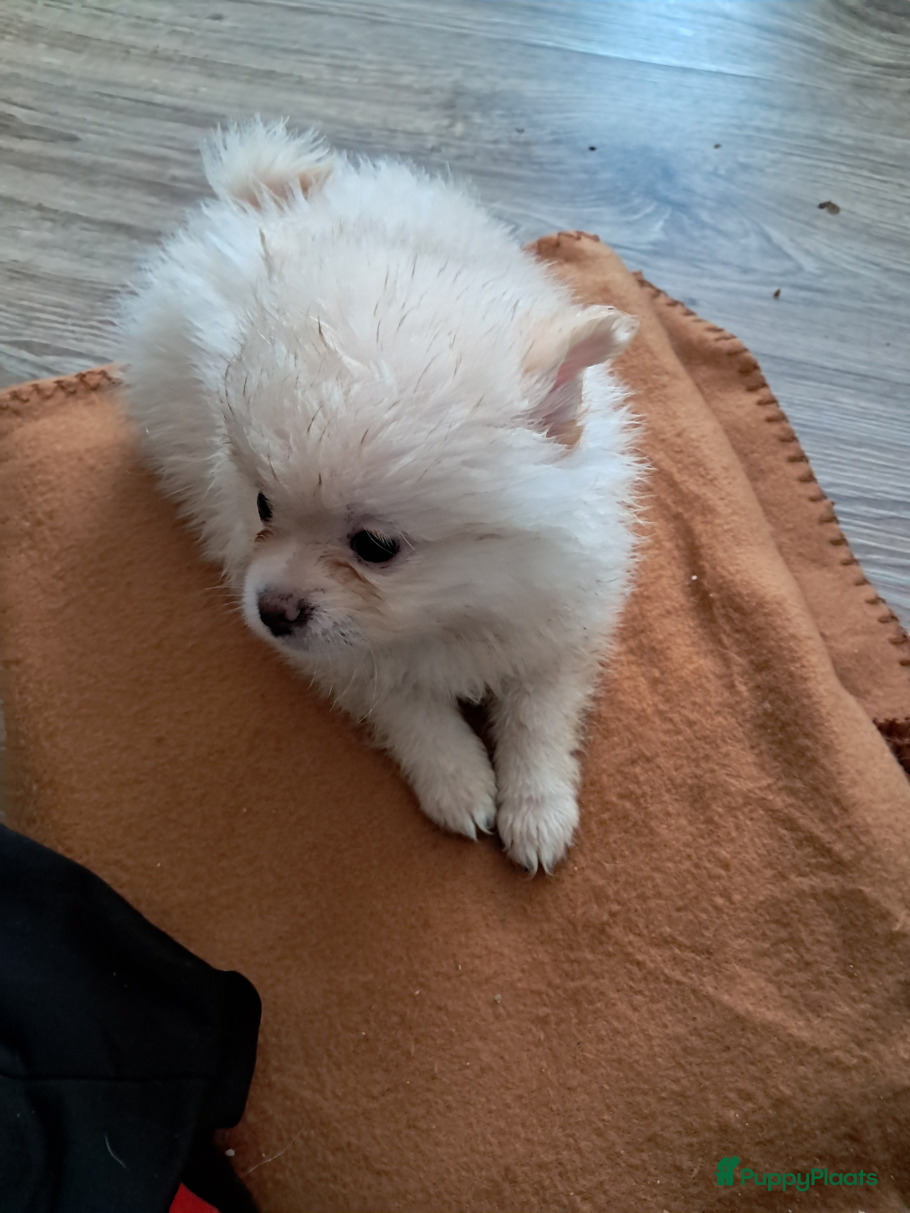 Pomeriaan honden Pomeriaan pups  - Advertentie 16