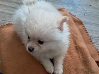 Pomeriaan honden Pomeriaan pups - Advertentie 14