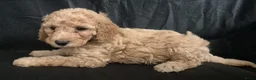 Cockapoo honden te koop: Kleine maat cockapoo pupjes - Advertentie 6