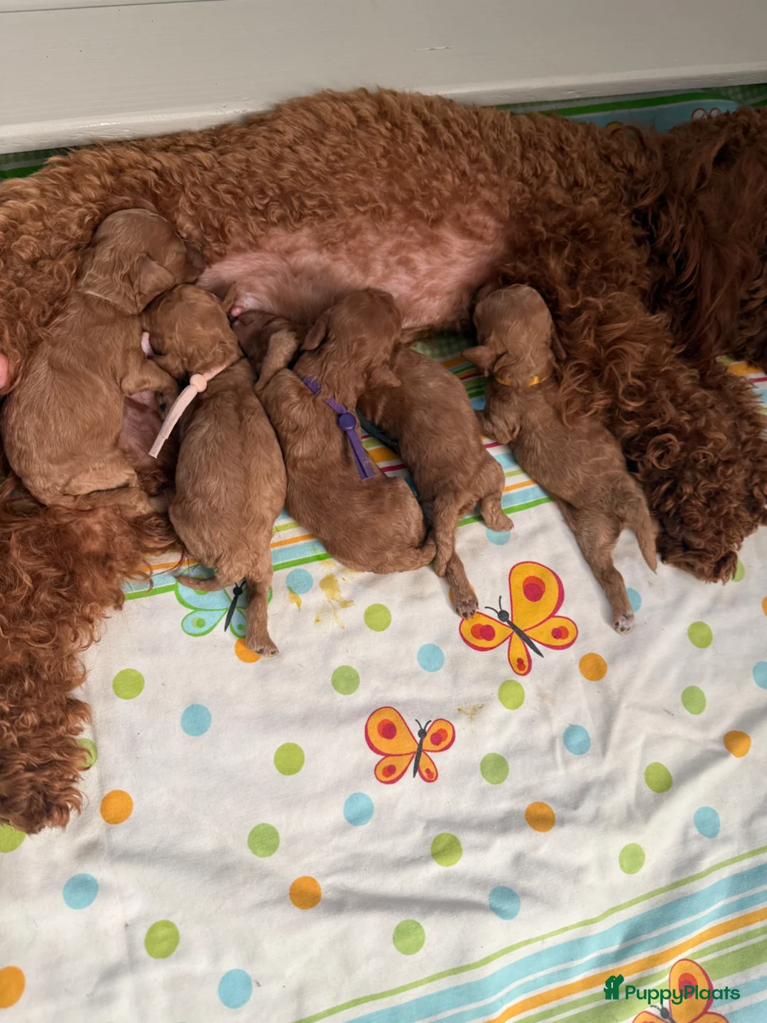 Poedel Toy honden te koop: Poedel toy pups 🐩🥰 - Advertentie 2