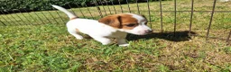 Jack Russel Terriër honden te koop: Jack Russel puppys in Callantsoog - Advertentie 10
