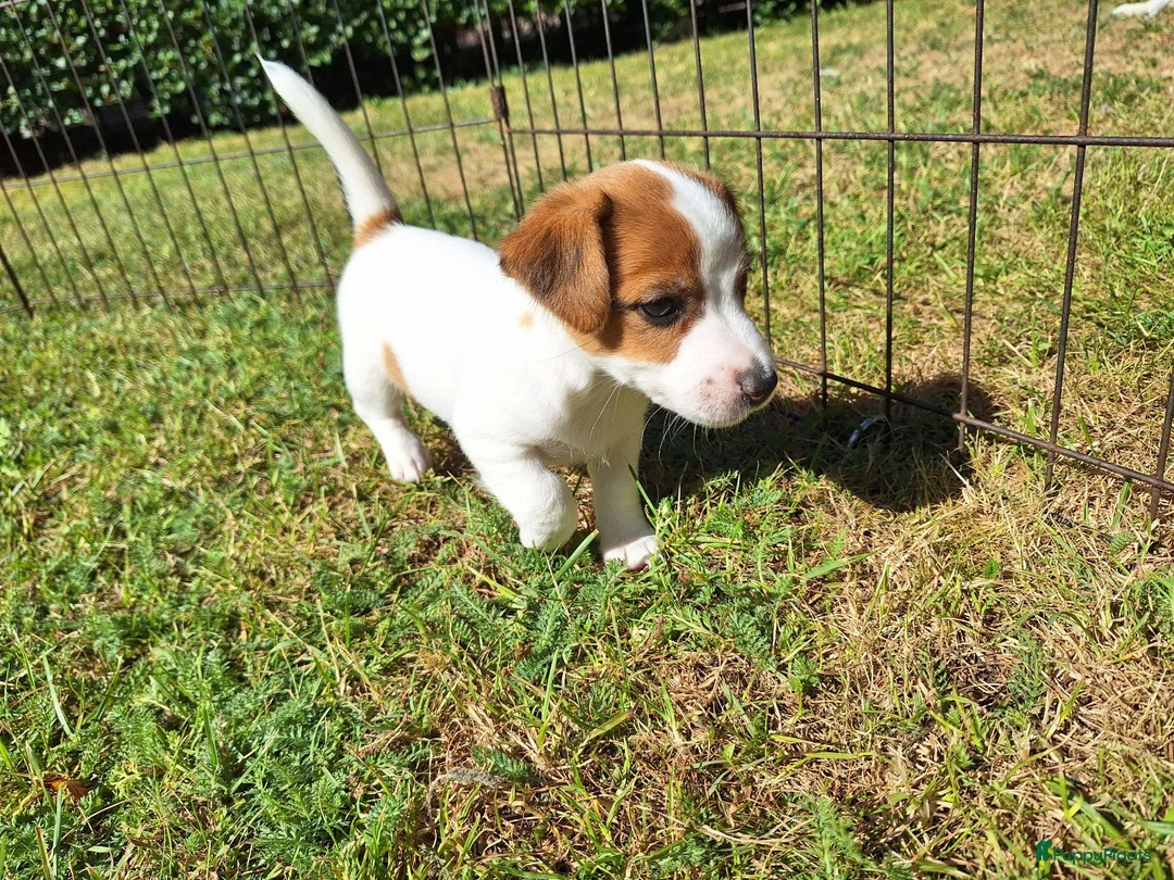 Jack Russel Terriër honden te koop: Jack Russel puppys in Callantsoog - Advertentie 10