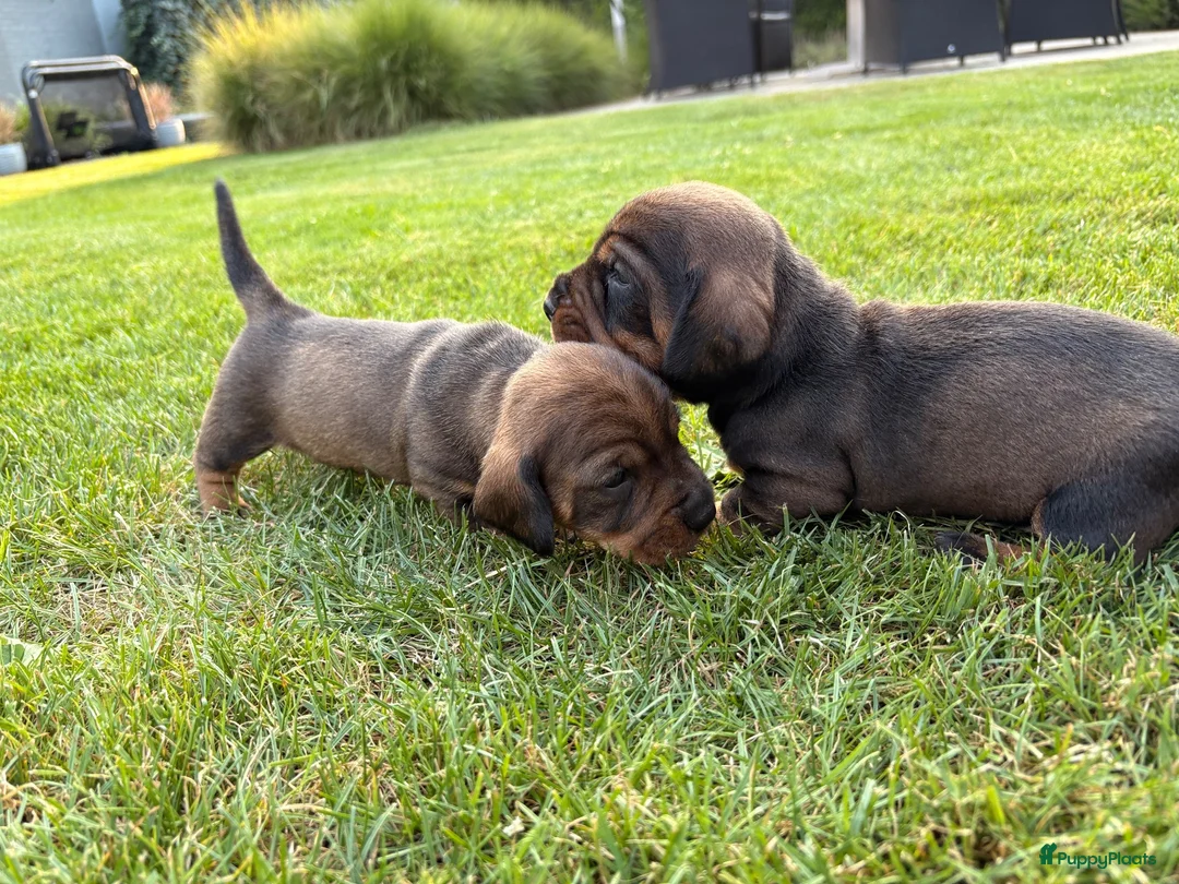 Ruwhaar Teckel honden te koop: Teckel standaard ruwhaar FCI-stamboom - Advertentie 2