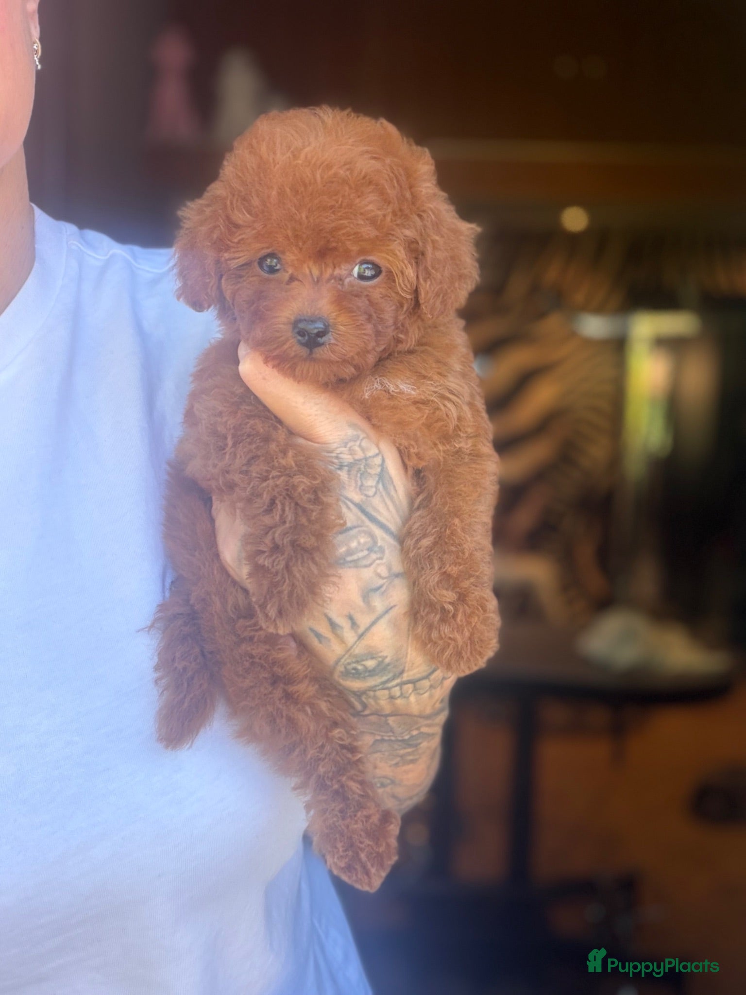 Poedel Toy honden Rood toypoodle teefje  - Advertentie 1