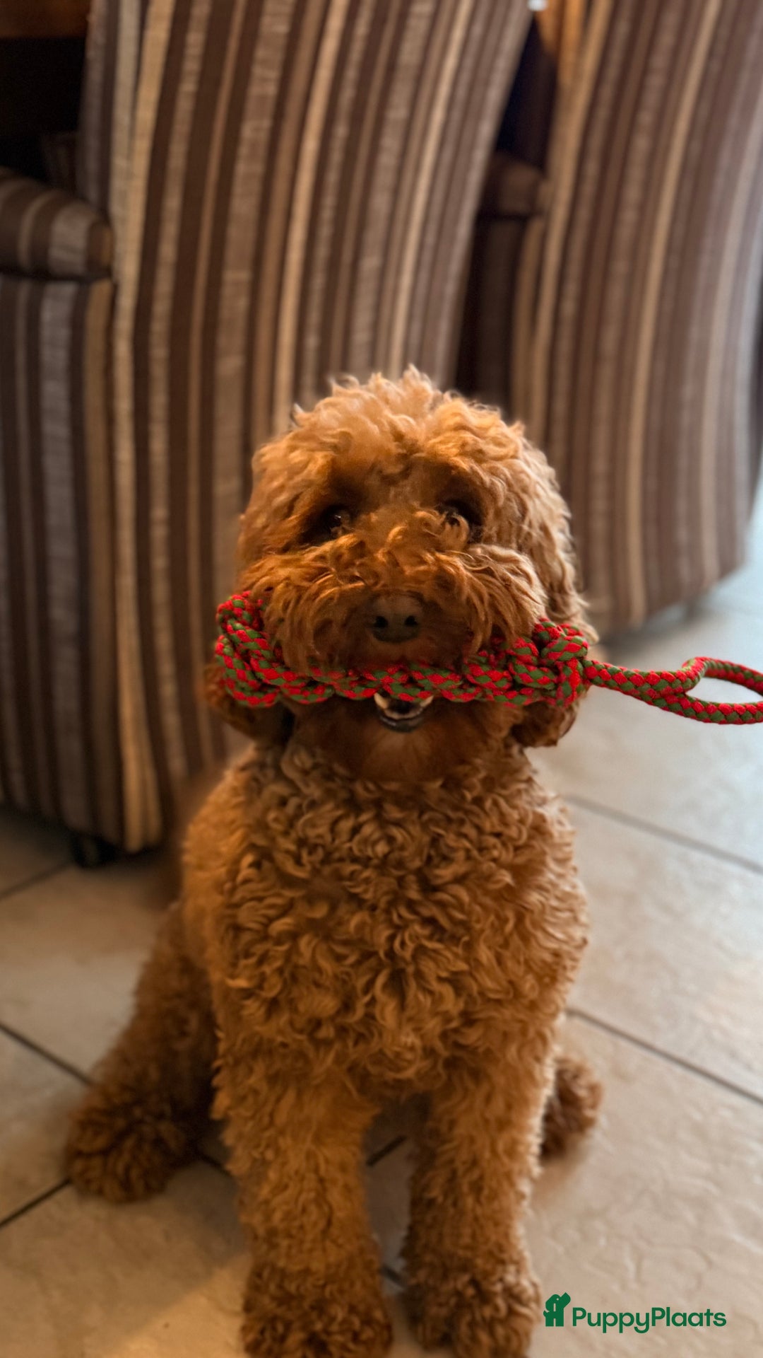 Kruising honden te koop: Aankondiging nestje mini Australian Labradoodle - Advertentie 3
