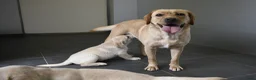 Labrador Retriever honden te koop: Knappe Labrador pups met stamboom ! - Advertentie 34