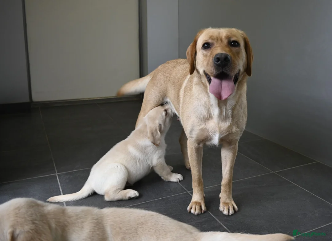 Labrador Retriever honden te koop: Knappe Labrador pups met stamboom ! - Advertentie 34