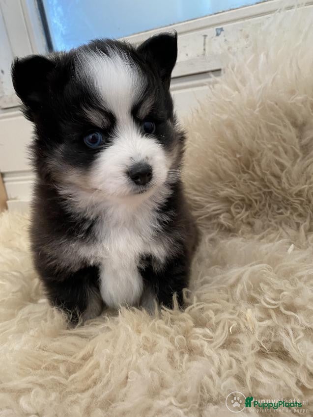 Kruising honden Pomsky / Mini Husky pups Health Breeding Program - Advertentie 10