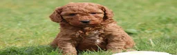 Cockapoo honden te koop: Knappe Cockapoo pups. - Advertentie 18