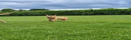 Labrador Retriever honden te koop: Labrador Red Fox pups - Advertentie 6