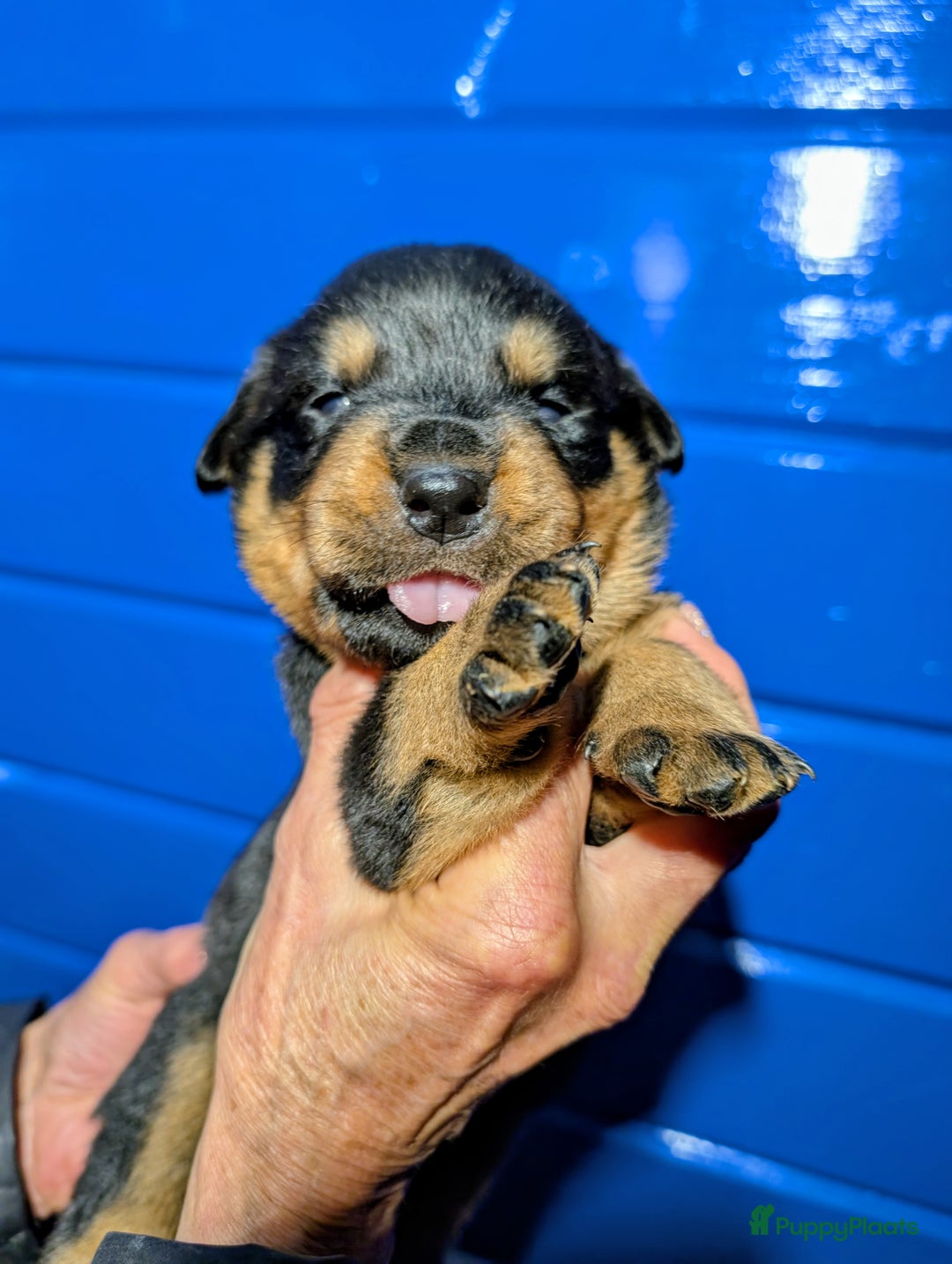 Rottweiler honden te koop: Zeer mooie rottweiler pups   - Advertentie 13