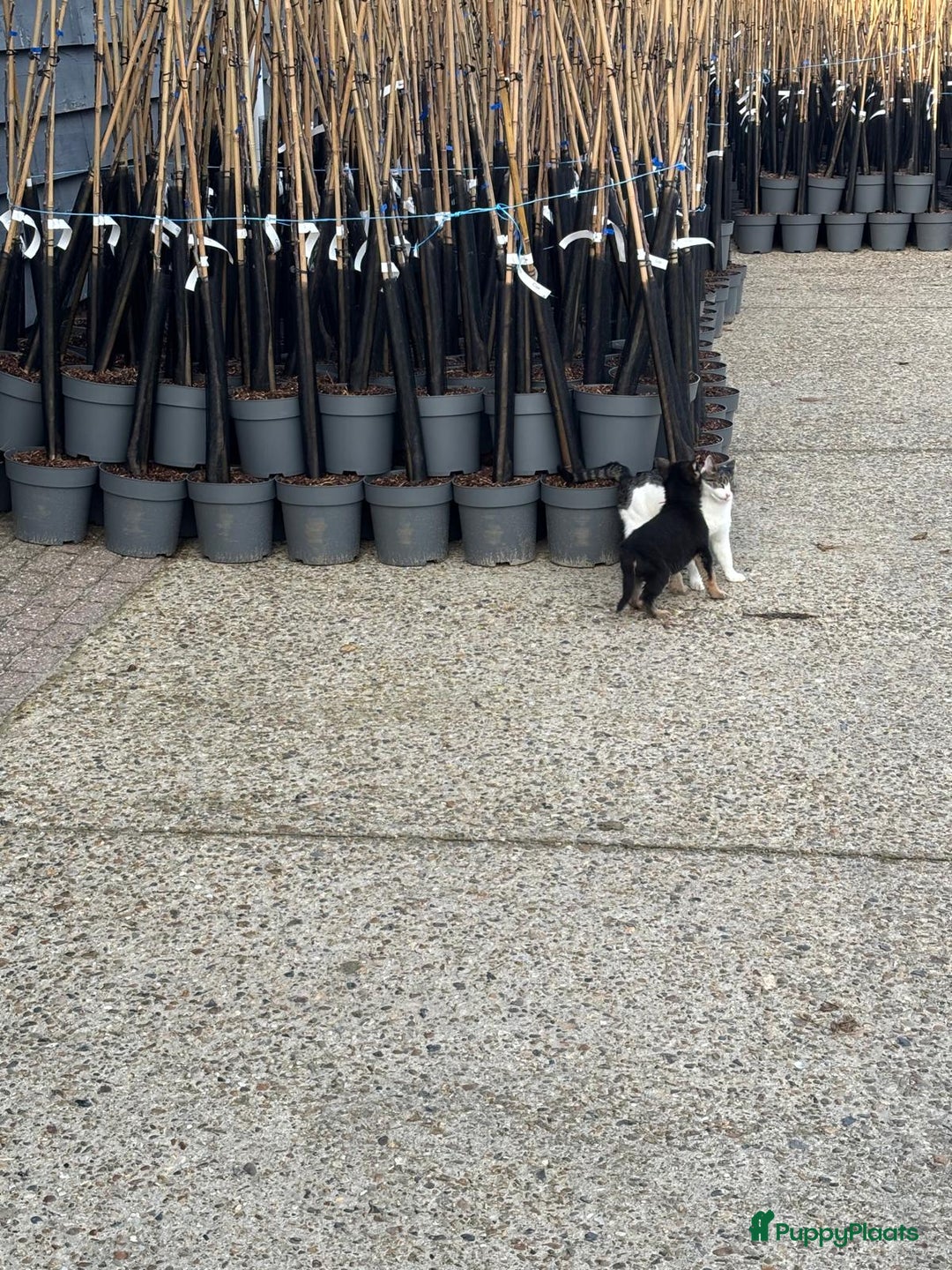 Duitse Herder honden te koop: Duitse herder pups -10 WK- nog 1 pup beschikbaar! - Advertentie 25