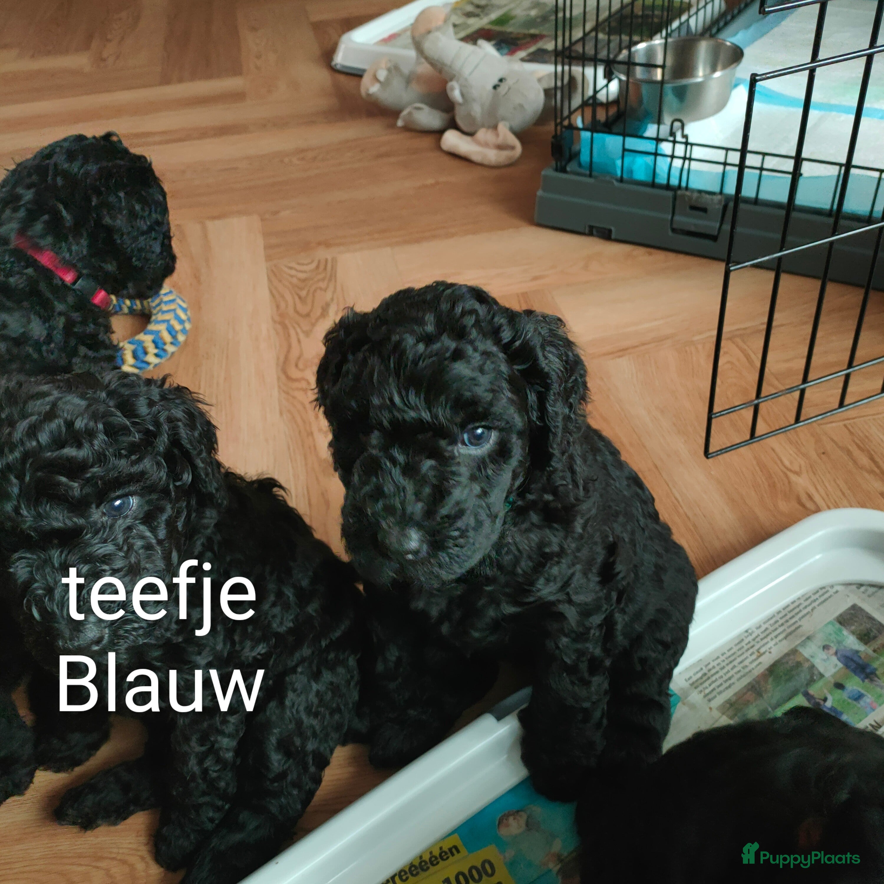Labradoodle honden Super mooie labradoodle puppy's  - Advertentie 2