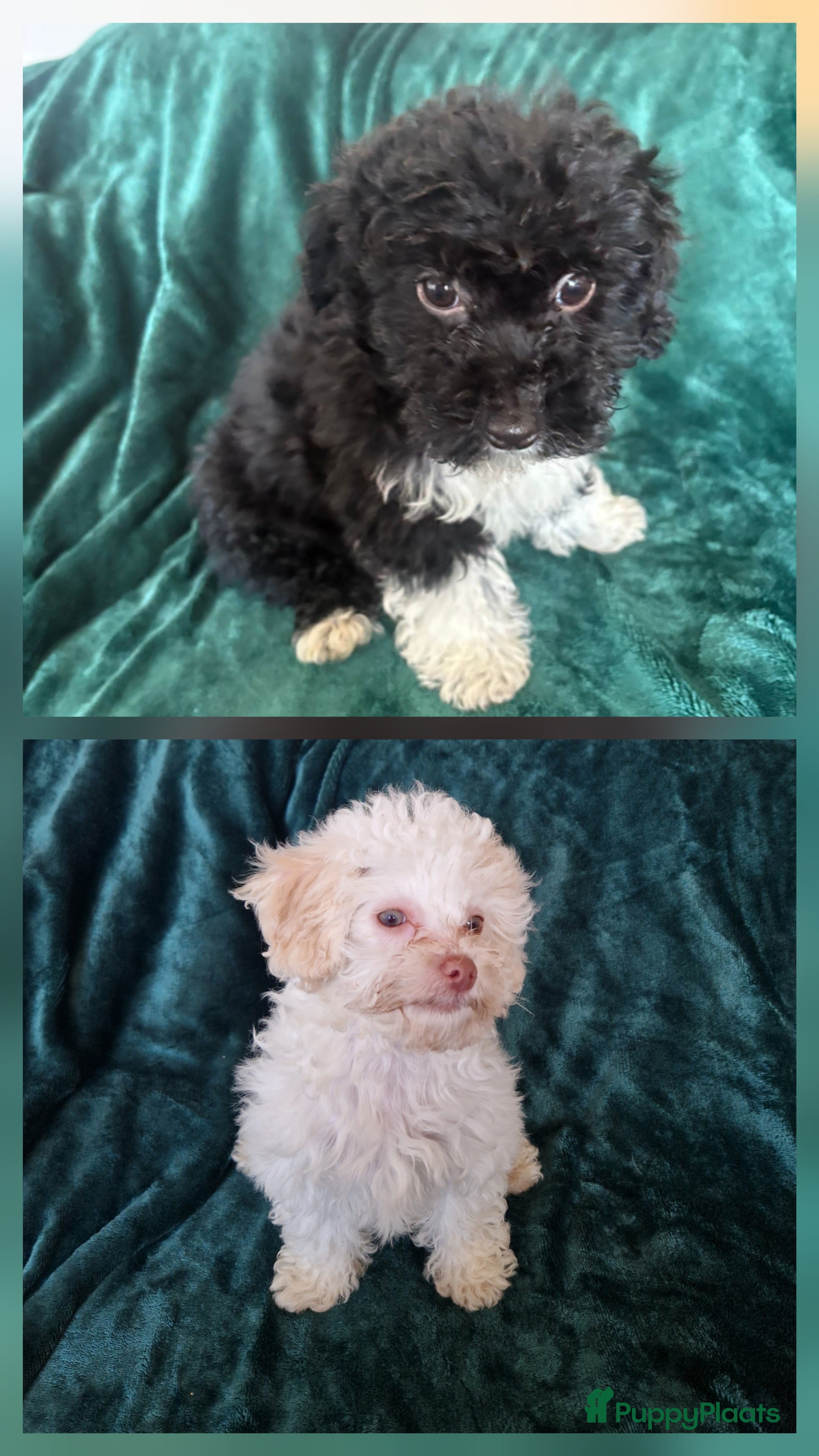 Poedel Toy honden Toypoedel zusjes toy poedel - Advertentie 1