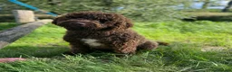 Australian Labradoodle honden te koop: Lief Medium Australian Labradoodle reutje - Advertentie 20