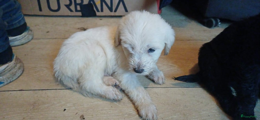 Kruising honden te koop: Ben jij het baasje van een van deze mooie puppy's? - Advertentie 21