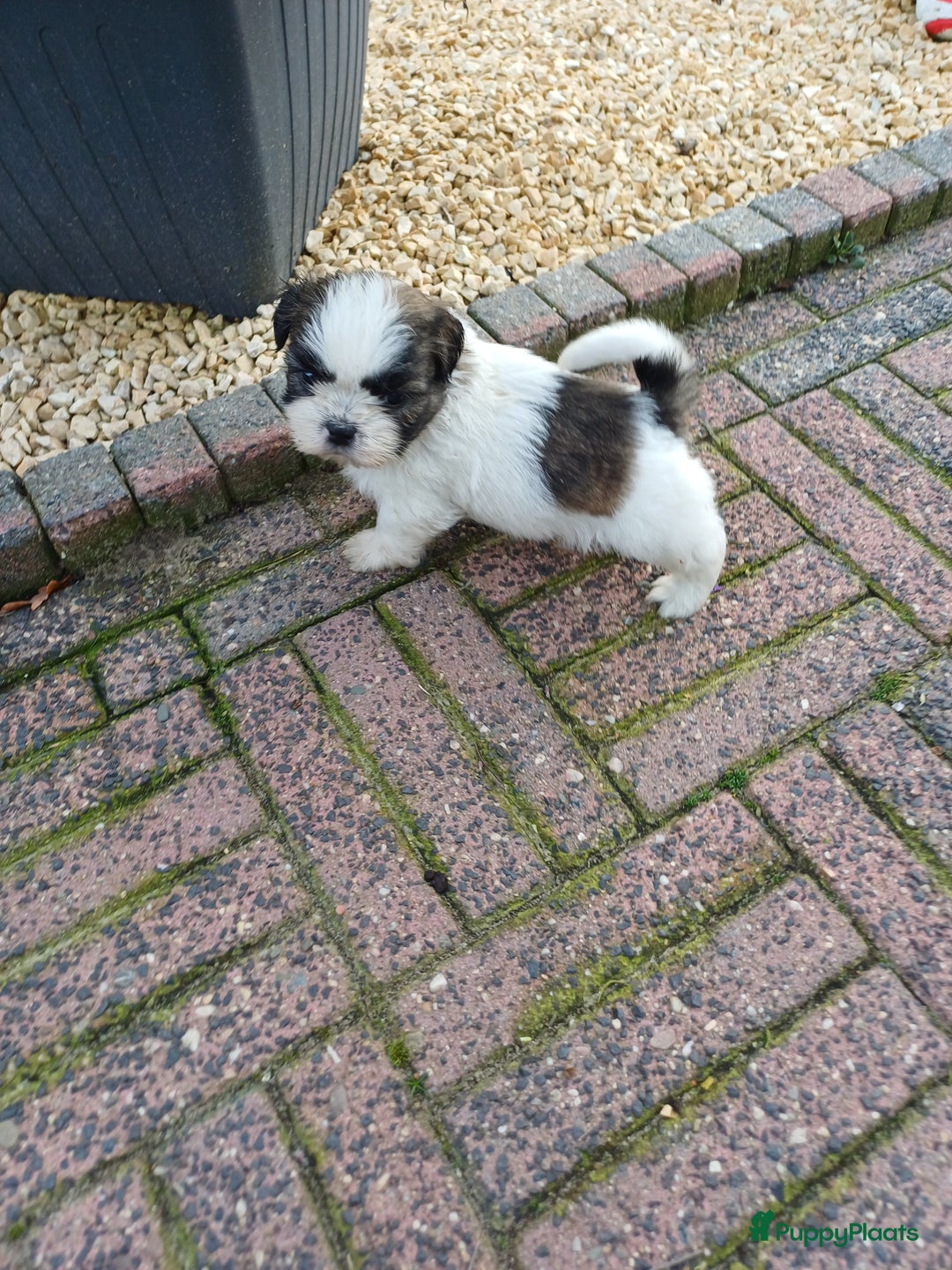 Shih Tzu honden te koop: leuke lieve ras zuiver shih tzu pups - Advertentie 10