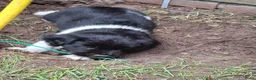 Kruising honden te koop: Lieve puppy's  in Hazerswoude-Dorp - Advertentie 11