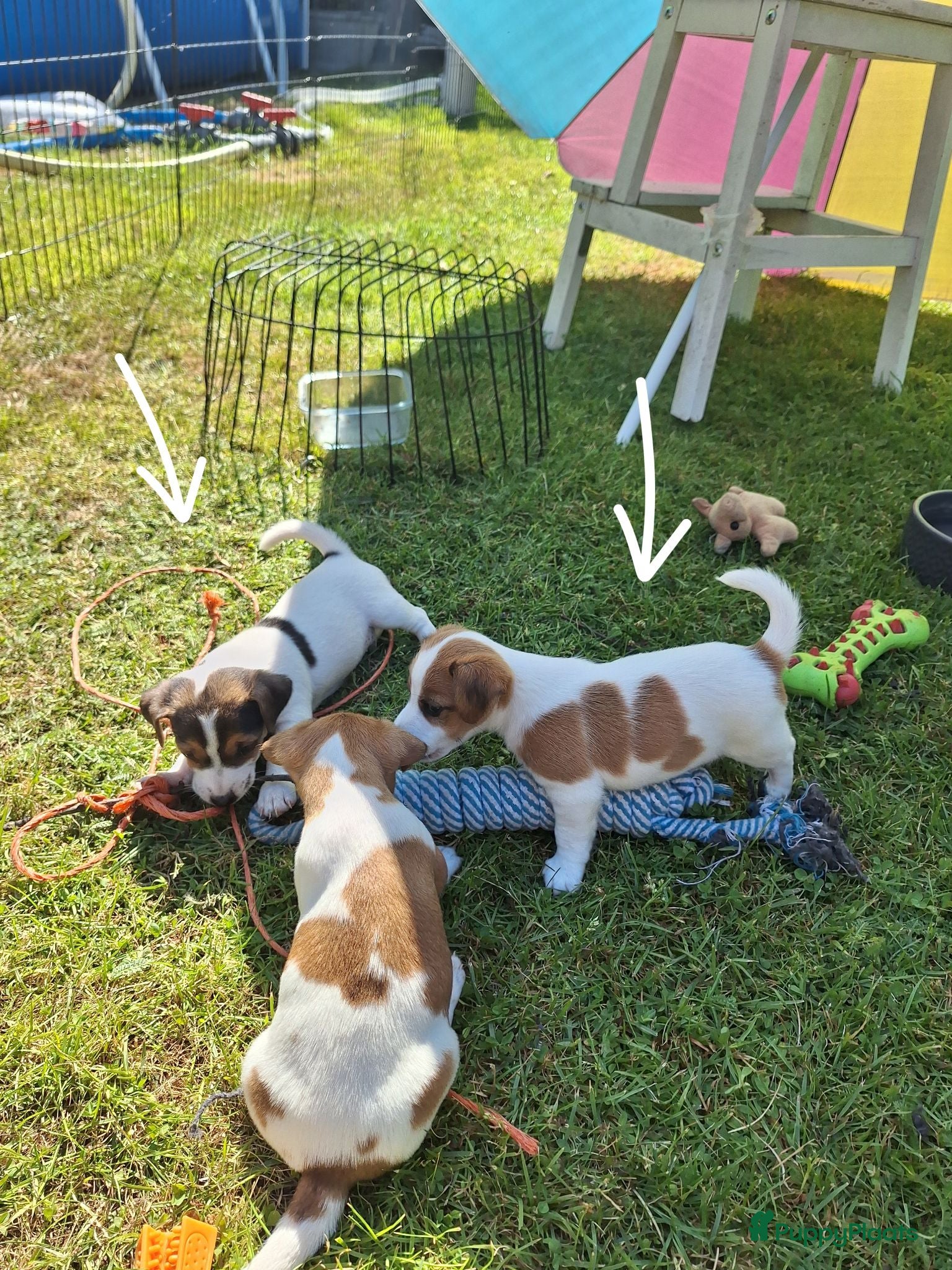 Jack Russel Terriër honden Jack Russel puppys - Advertentie 18