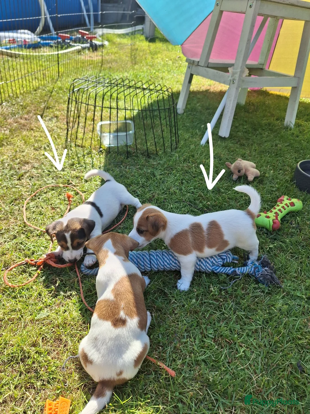 Jack Russel Terriër honden te koop: Jack Russel puppys in Callantsoog - Advertentie 1