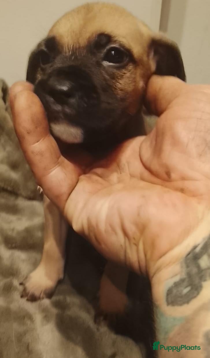 Kruising honden Nog3 teefjes,en 4 reutjes Pressa/Fila brasileiro  - Advertentie 2