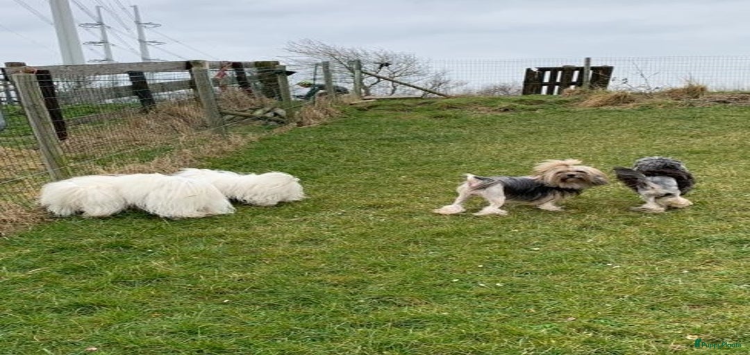 Galerij afbeelding {{count}}