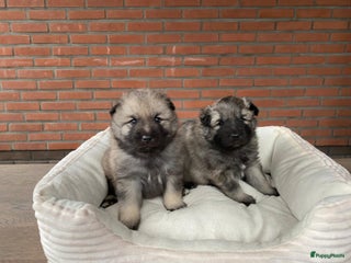 Keeshond honden Raszuivere blauwe /wolfsgrijze grote keeshond pups - Advertentie 2
