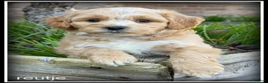 Maltipoo 1