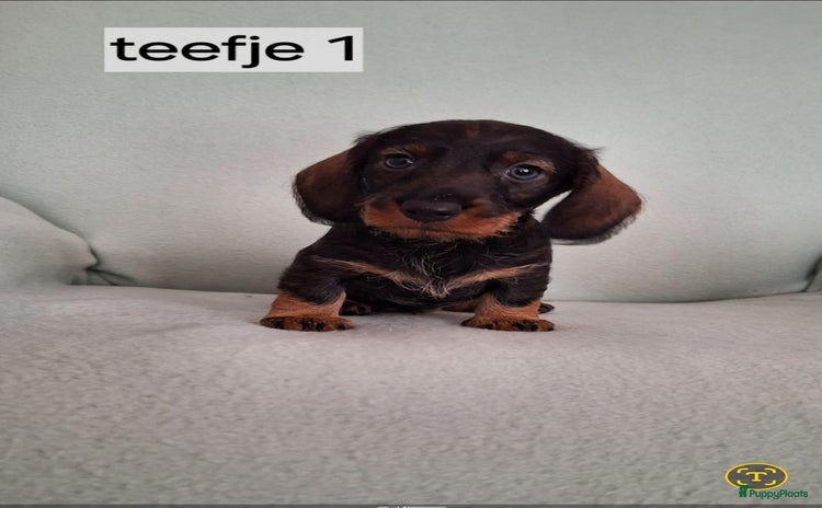 Ruwhaar Teckel honden - Advertentie 8