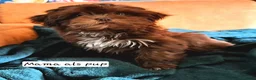 Kruising honden te koop: Shadow 🖤 Shih-Tzu/Boomer pup. Nieuwe foto's  - Advertentie 31