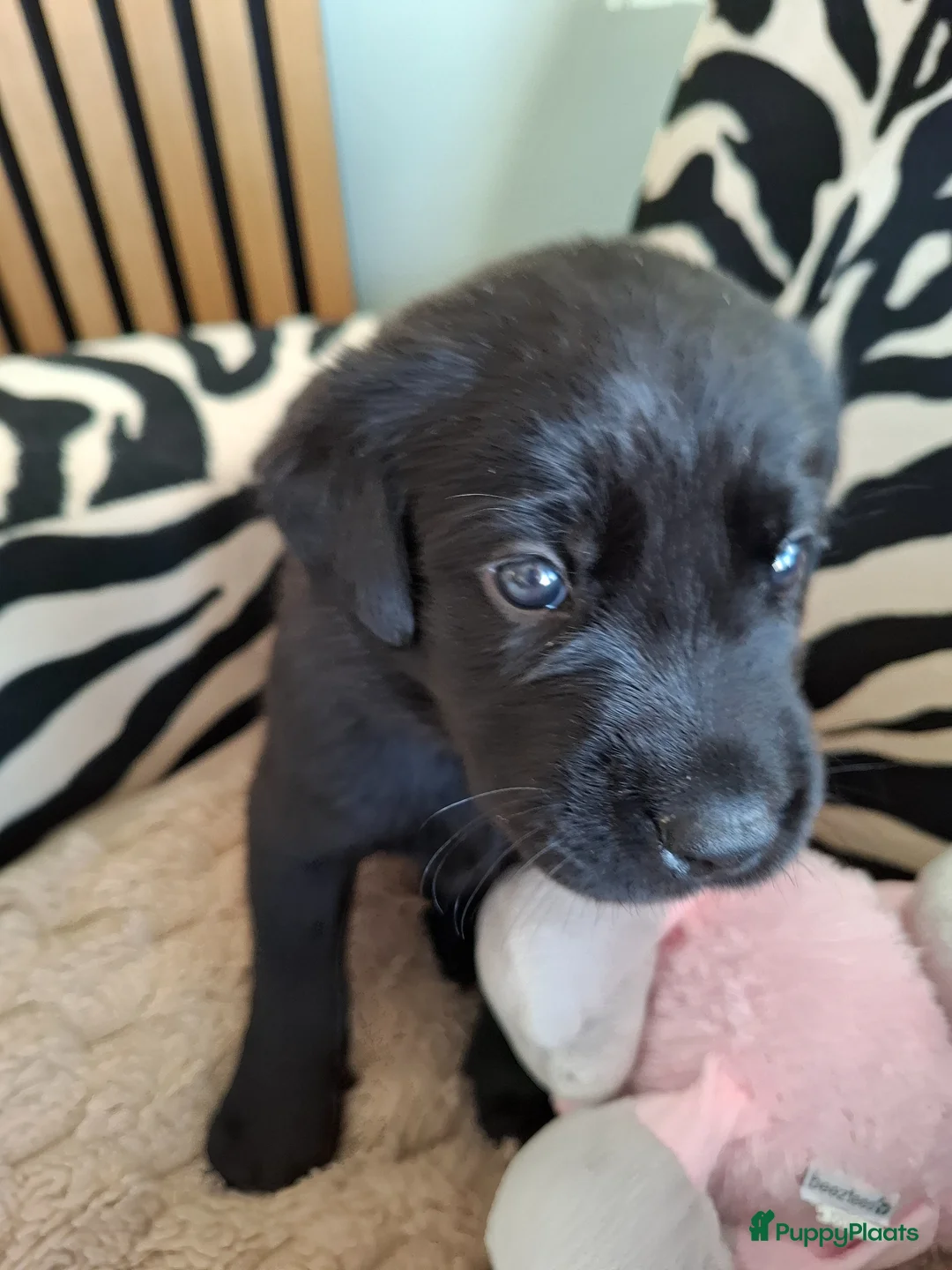 Labrador Retriever honden te koop: Field Trial labrador pup zwart - Advertentie 2